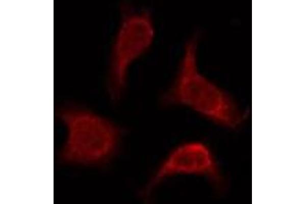 OR2AP1 antibody  (C-Term)
