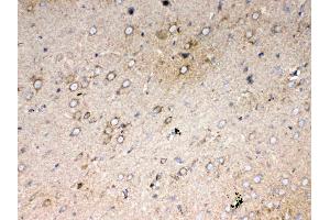 Immunohistochemistry (IHC) image for anti-Cytochrome C, Somatic (CYCS) (AA 2-105) antibody (ABIN5518904)