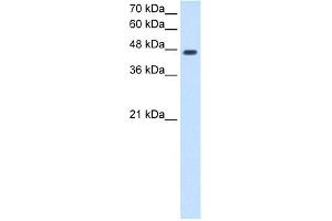 WB Suggested Anti-NDRG1 Antibody Titration:  2. (NDRG1 antibody  (N-Term))