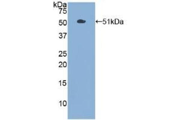 PKM2 antibody  (AA 294-470)
