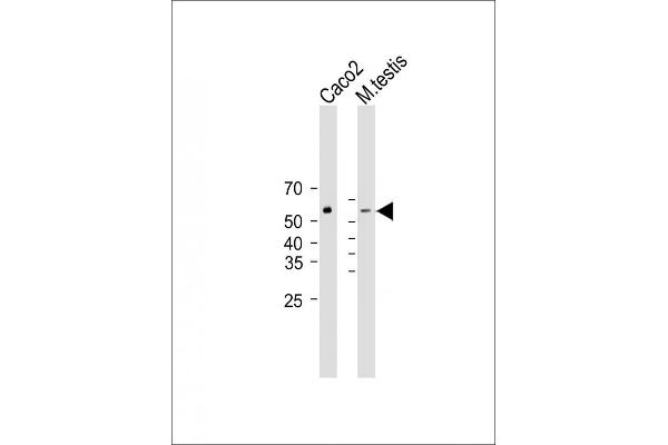 DHCR7 antibody  (C-Term)