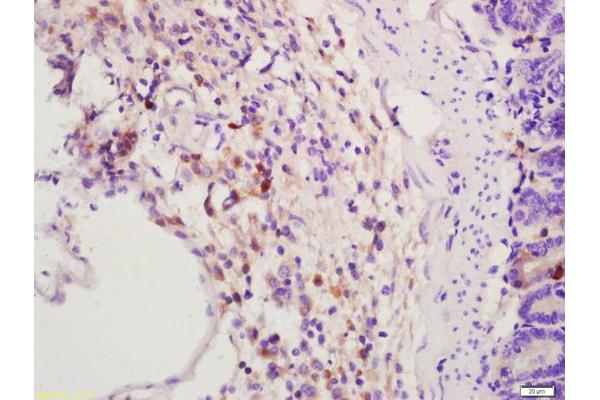 EHMT1 antibody