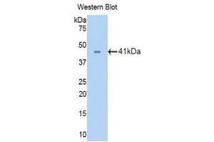 Western Blotting (WB) image for anti-Oxytocin Receptor (OXTR) (AA 272-377) antibody (ABIN1860113)
