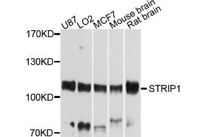 Western blot analysis of extracts of various cell lines, using STRIP1 antibody (ABIN4905334) at 1:1000 dilution. (STRIP1 antibody)