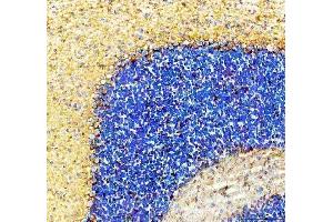 IHC analysis of SLC6A1 using anti-SLC6A1 antibody (ABIN5518957). (SLC6A1 antibody  (N-Term))