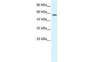 MEIS2 antibody  (N-Term)