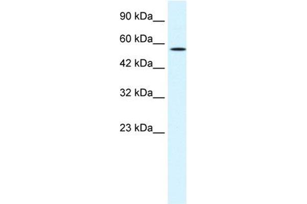 MEIS2 antibody  (N-Term)