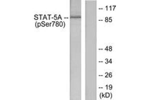 Western blot analysis of extracts from HeLa cells, using STAT5A (Phospho-Ser780) Antibody. (STAT5A antibody  (pSer780))