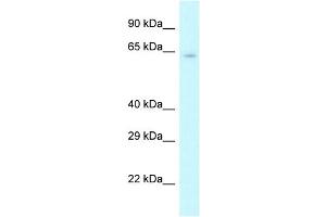 WB Suggested Anti-Cstf2 Antibody   Titration: 1. (CSTF2 antibody  (N-Term))