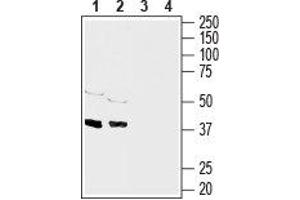 Western blot analysis of rat brain (lanes 1 and 3), (1:1000) and mouse brain (lanes 2 and 4), (1:200) membranes:1,2.