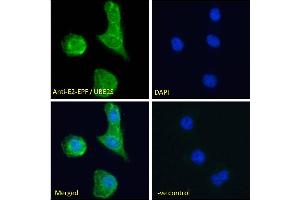 ABIN184893 Immunofluorescence analysis of paraformaldehyde fixed A431 cells, permeabilized with 0. (UBE2S antibody  (N-Term))