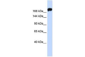 Western Blotting (WB) image for anti-Myosin 9 (MYH9) antibody (ABIN2459164) (Myosin 9 antibody)