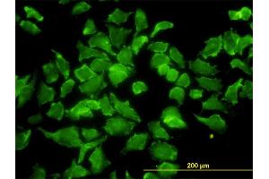 Immunofluorescence of monoclonal antibody to BPNT1 on HeLa cell. (BPNT1 antibody  (AA 1-100))