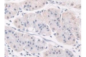 Detection of FKBP4 in Human Stomach Tissue using Polyclonal Antibody to FK506 Binding Protein 4 (FKBP4) (FKBP4 antibody  (AA 2-459))