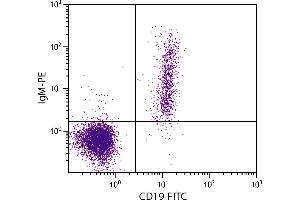 Human peripheral blood lymphocytes were stained with Goat Anti-Human IgM-PE and Mouse Anti-Human CD19-FITC. (Goat anti-Human IgM Antibody (PE))