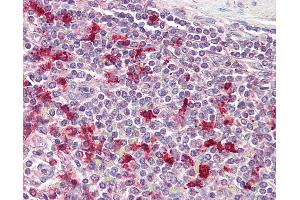 Anti-PTMA antibody IHC of human spleen. (PTMA antibody  (AA 89-101))