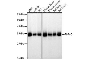 Western blot analysis of extracts of various cell lines, using (ABIN7269693) at 1:500 dilution. (PPP6C antibody)