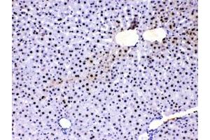 IHC testing of FFPE rat liver with PC4 antibody at 1ug/ml. (SUB1 antibody  (AA 96-127))