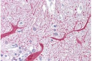 Anti-PON1 antibody IHC staining of human brain, cerebellum. (PON1 antibody  (AA 215-264))