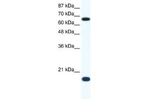 WB Suggested Anti-CUL1 Antibody Titration:  1.