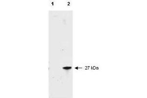 Western blot of RFP recombinant protein detected with  polyclonal anti-RFP antibody. (RFP antibody  (Biotin))