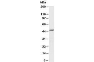 Western blot testing of K562 lysate with biotinylated Flotillin 1 antibody at 1ug/ml. (Flotillin 1 antibody  (Biotin))