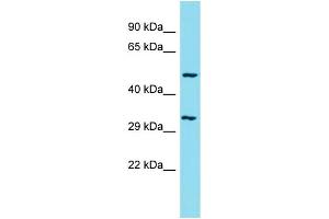 Western Blotting (WB) image for anti-Chromosome 1 Open Reading Frame 124 (C1orf124) (C-Term) antibody (ABIN2505865) (Spartan antibody  (C-Term))