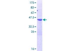 POP7 Protein (AA 1-140) (GST tag)