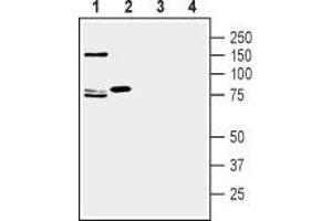 Western blot analysis of rat (lanes 1 and 3) and mouse (lanes 2 and 4) brain lysate: - 1,2. (SLC1A7 antibody  (Extracellular))