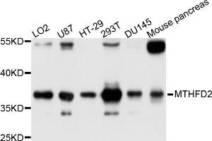 Western blot analysis of extracts of various cell lines, using MTHFD2 antibody (ABIN5998272) at 1/1000 dilution. (MTHFD2 antibody)