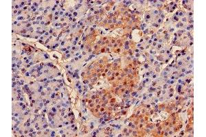 Immunohistochemistry of paraffin-embedded human pancreatic tissue using ABIN7164973 at dilution of 1:100 (PSMB2 antibody  (AA 1-201))