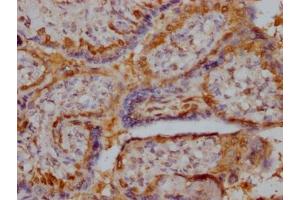 IHC image of ABIN7168153 diluted at 1:400 and staining in paraffin-embedded human placenta tissue performed on a Leica BondTM system. (Ribose 5-Phosphate Isomerase A (RPIA) (AA 1-311) antibody)