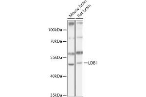 Western blot analysis of extracts of various cell lines, using LDB1 antibody (ABIN7268255) at 1:1000 dilution.