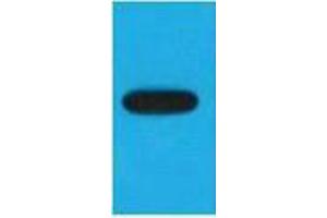 Western Blotting (WB) image for anti-Enhanced Blue Fluorescent Protein (eBFP) antibody (ABIN3181243) (eBFP/BFP antibody)