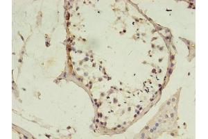 Immunohistochemistry of paraffin-embedded human testis tissue using ABIN7150209 at dilution of 1:100 (MSH6 antibody  (AA 1-400))