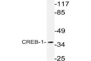 Western blot (WB) analysis of CREB-1 antibody in extracts from HeLa cells. (CREB1 antibody)