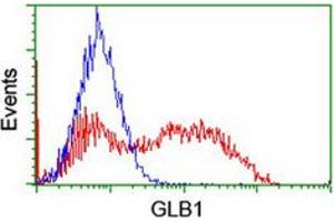 Flow cytometric analysis of HEK293T cells transfected with either overexpress plasmid (Red) or empty vector control plasmid (Blue) using GLB1 monoclonal antibody, clone 5H2 .