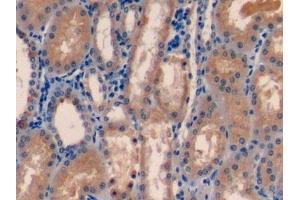 Detection of FDPS in Porcine Kidney Tissue using Polyclonal Antibody to Farnesyl Diphosphate Synthase (FDPS) (FDPS antibody  (AA 1-419))