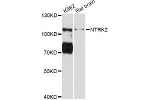 Western blot analysis of extracts of various cell lines, using NTRK2 Antibody (ABIN5998390) at 1:3000 dilution. (TRKB antibody)