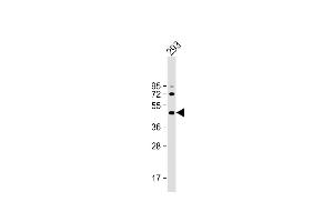 Anti-ALKBH5 Antibody (Center) at 1:2000 dilution + 293 whole cell lysate Lysates/proteins at 20 μg per lane. (ALKBH5 antibody  (AA 302-330))