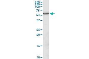 GPI MaxPab polyclonal antibody. (GPI antibody  (AA 1-558))