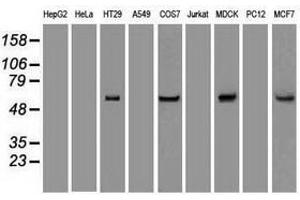 Image no. 2 for anti-Keratin 8 (KRT8) (AA 91-381) antibody (ABIN1491712) (KRT8 antibody  (AA 91-381))