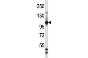 Tie1 antibody western blot analysis in mouse heart tissue lysate (TIE1 antibody  (AA 361-389))