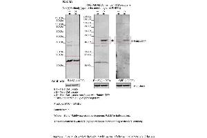 Sample Type: 1. (RAB8A antibody  (Middle Region))