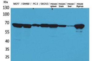 Western Blotting (WB) image for anti-Lamin B1 (LMNB1) (Internal Region) antibody (ABIN6283615) (Lamin B1 antibody  (Internal Region))