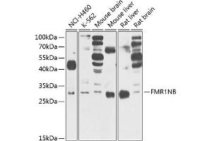 Western blot analysis of extracts of various cell lines, using FMR1NB Antibody (ABIN6132057, ABIN6140722, ABIN6140723 and ABIN6220864) at 1:1000 dilution. (FMR1NB antibody  (AA 90-183))