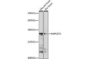 Western blot analysis of extracts of various cell lines, using R Rabbit pAb (ABIN7269851) at 1:1000 dilution.