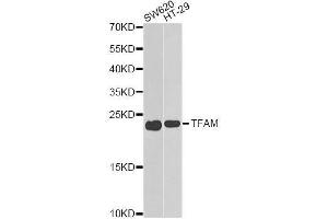 Western blot analysis of extracts of various cell lines, using TFAM antibody. (TFAM antibody  (AA 1-220))