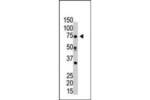 The RPN1 polyclonal antibody  is used in Western blot to detect RPN1 in HeLa cell lysate . (RPN1 antibody  (C-Term))