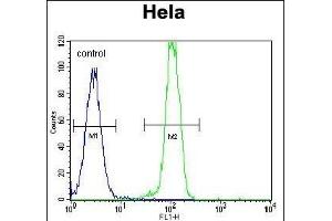 B2M Antibody (C-term) (ABIN389259 and ABIN2839397) flow cytometric analysis of Hela cells (right histogram) compared to a negative control cell (left histogram).